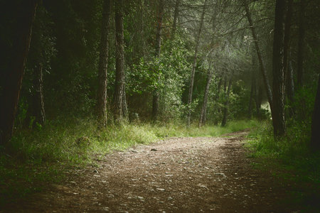 image of a path in the forestの写真素材