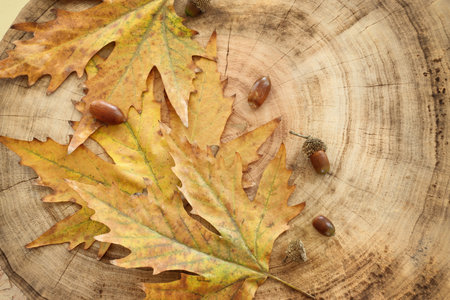 image of autumn leaves close up over tree trunk background