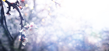 dreamy background of spring blossom tree. selective focus