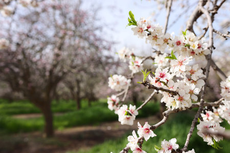 background of spring blossom tree. selective focusの写真素材