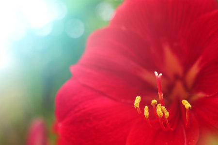 abstract macro photo of red tropical flowerの写真素材