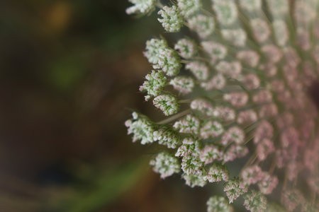 Abstract plant with dreamy background
