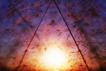 Abstract image of nature patterns and sunset lightの写真素材