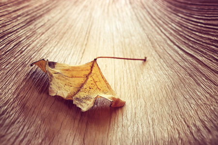 image of autumn leaf on the textured wooden backgroundの写真素材