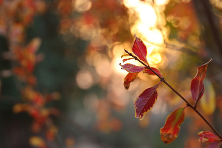 plant detail in the forest in autumnの写真素材