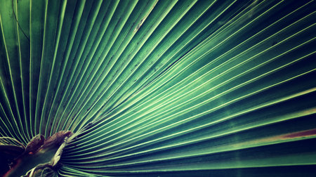 Abstract image of palm leaves at sunset time forming patterns of lightの写真素材