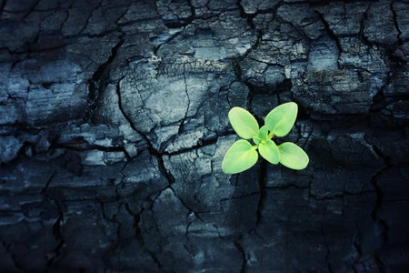 Sprout of a plant grows on a burnt tree trunk. concept of new life and hopeの写真素材