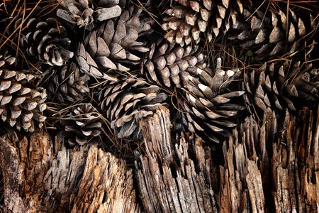Top view image of pinecones and wooden logs