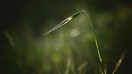 blooming plants in the forest at springtimeの写真素材