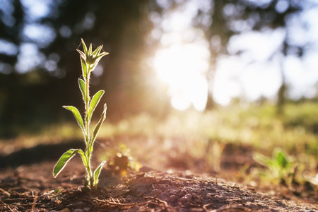 plant sprout in the forest at springtime.の写真素材