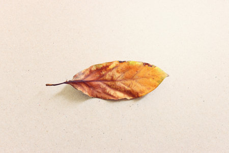 Single dry autumn leaf on grey backgroundの写真素材