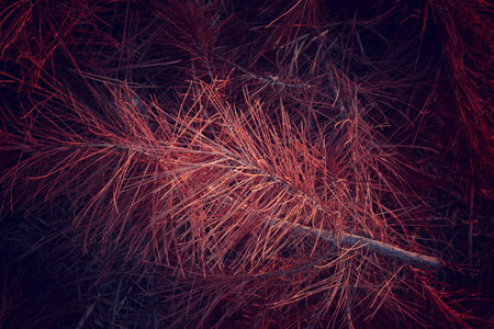 plant detail in the forest in autumn.の写真素材