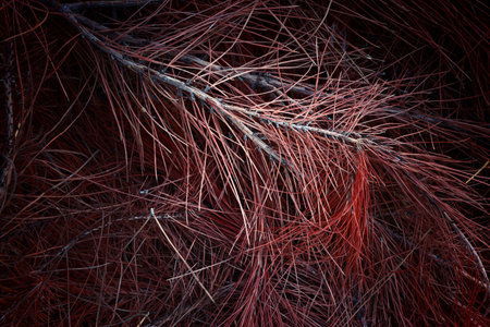 plant detail in the forest in autumn.の写真素材