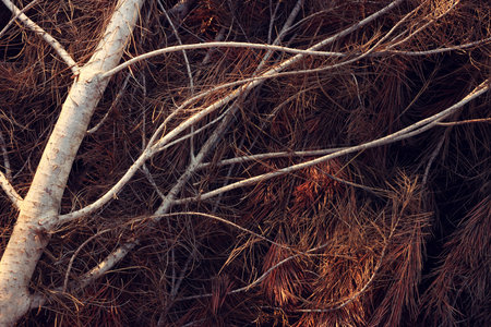 plant detail in the forest in autumn.の写真素材