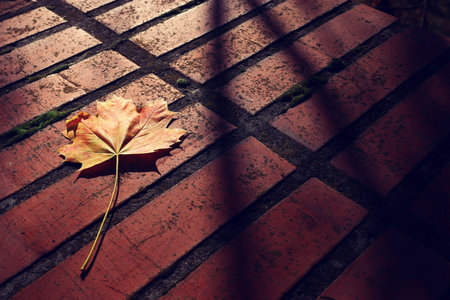 yellow fallen leaf on the floor, light and shadow