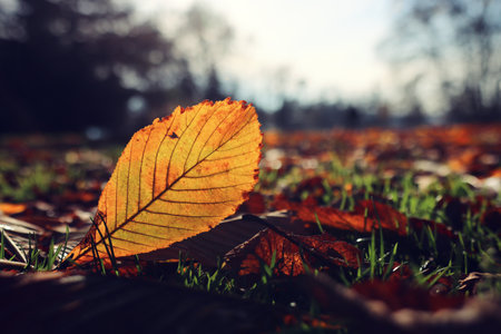 Yellow leaf and forest background