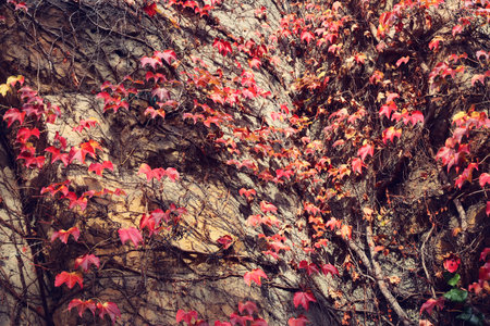 Ivy plant with autumnal leaves on wall background