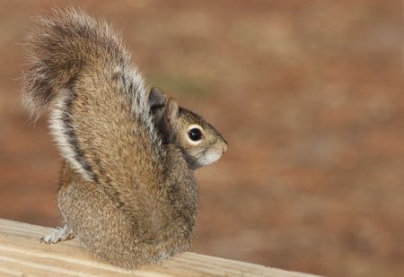 Close up of a brown squirrel from behind as it looks over it's shoulder into the camera. The image has plenty of open space for text or fades.の写真素材
