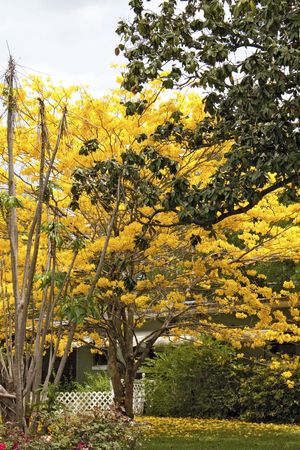 Yellow Tabebula tree in back of an olive green house.  Image is vertical.