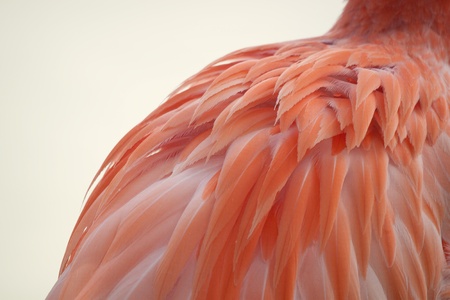 Close-up image of the feathers on a flamingo s back  The image is isolated against a white background and shows details of the bird s feathers の写真素材