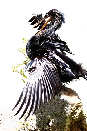 Great cormorant perched on a rock, sunning and preening itself  The image was shot at an angle, giving the bird s pose an  Audubon  feel to it の写真素材