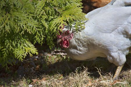 Chicken hen (female chicken) foraging for food under a bush.の写真素材