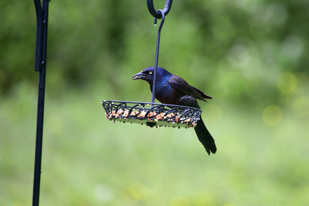 A male common grackle on a feedeer in our backyear. This bird differs from the "boat tailed" grackle that is common in Central Florida primarily in that the tail feathers on the male common grackle are much shorter than those on the boat tailed grackle.の写真素材