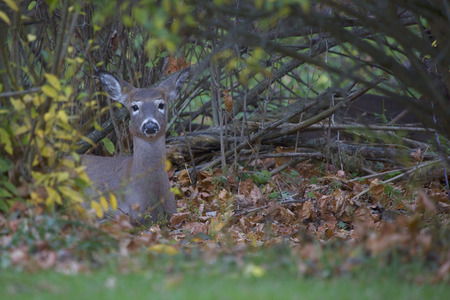 White tailed deer hiding in the bushes of a suburban neighborhood in mid-Autumn.の写真素材