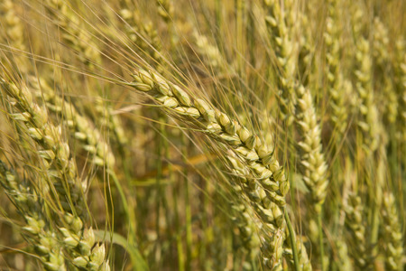 Grain crop ripens under a blue sky and the Summer sunshine of a Western New York field.の写真素材