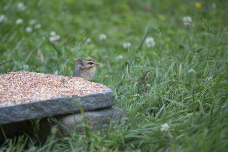 Chipmunk collecting seeds from a backyard feeder.の写真素材