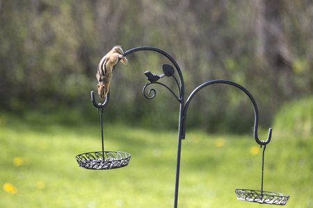 Chipmunk collecting seeds from a backyard feeder.の写真素材