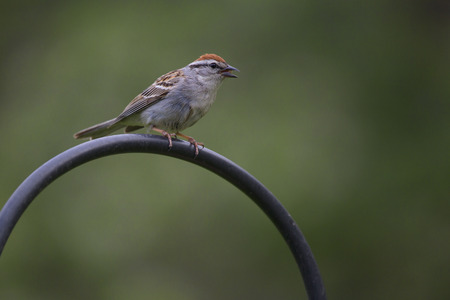 A Chipping Sparrow eating (mostly sunflower) seeds from a backyard feeder.の写真素材