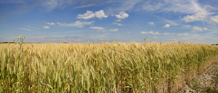 Grain crop ripens under a blue sky and the Summer sunshine of a Western New York field.の写真素材