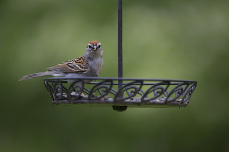 A Chipping Sparrow eating (mostly sunflower) seeds from a backyard feeder.の写真素材