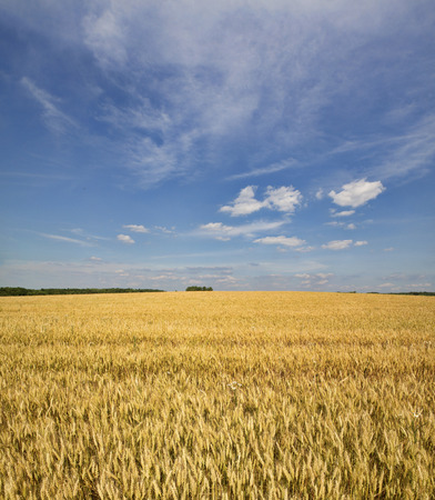 Grain crop ripens under a blue sky and the Summer sunshine of a Western New York field.の写真素材