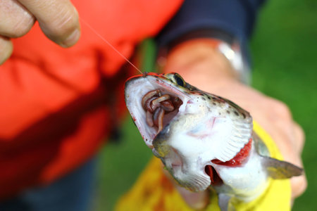 Fish caught with fish baitの写真素材