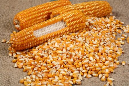 corn seed on sackの写真素材