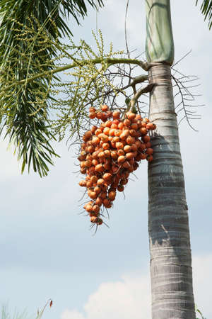 palm treeの写真素材
