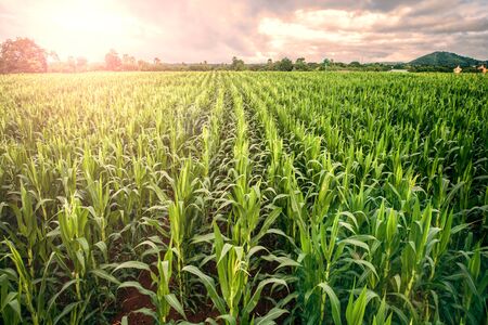 cornfield, lens flare effect, Thailandの写真素材