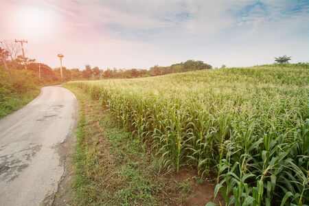 cornfield, lens flare effect, Thailandの写真素材