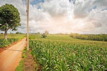 cornfield, lens flare effect, Thailandの写真素材