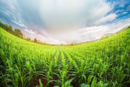 cornfield, lens flare effect, Thailandの写真素材