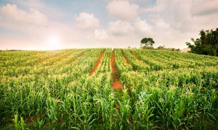 cornfield, lens flare effect, Thailandの写真素材