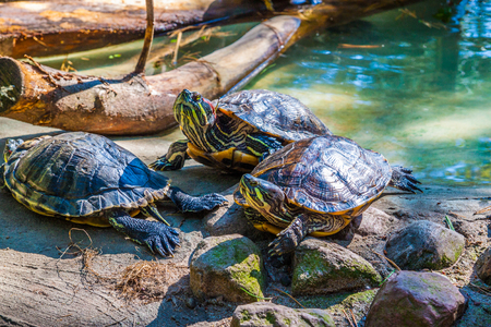 pond turtlesの写真素材