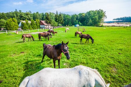 Horse in field landscape.の写真素材