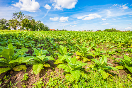 Tobacco plantation in Polandの写真素材