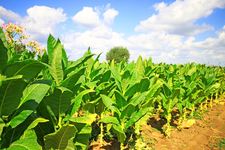Tobacco plantation in Polandの写真素材