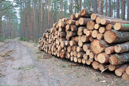 Timber logs stacked in a pile for removal from the forestの写真素材