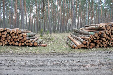 Timber logs stacked in a pile for removal from the forestの写真素材