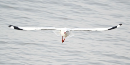 Flying Seagull on Sea in Thailandの写真素材